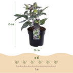 Green boutiQ - Plante de Jardin - Rose de Carême Helleborus sternii Silver Dollar - Fleur Verte - 1 Plante - Persistante - Pot 14cm Hauteur 35cm