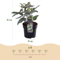 Green boutiQ - Tuinplant - Lenten Rose Helleborus sternii Silver Dollar - Groene  Bloem -1 Plant - Groenblijvend - Pot 14cm Hoogte 35cm