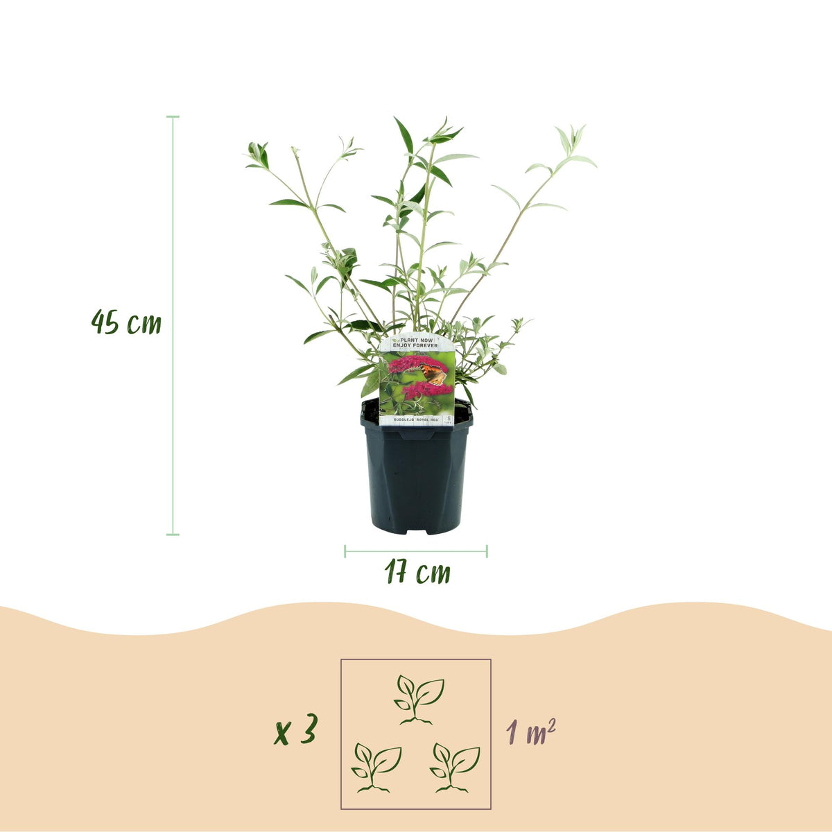 Green boutiQ - Plante de jardin - Buddleja davidii Royal Red - Arbre aux papillons - Rustique - Rouge - 3 plantes - Pot 17cm - Hauteur 45cm