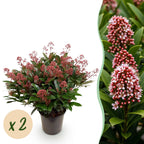 Green boutiQ - Plante de Terrasse - Skimmia japonica Rubella - Fleur Rouge - 40+ Fleurs - 2 Plantes - Résistante au Froid - Pot 19cm Hauteur 60cm