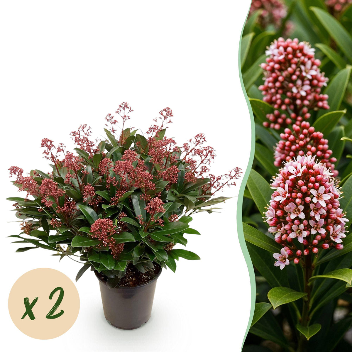 Green boutiQ - Plante de Terrasse - Skimmia japonica Rubella - Fleur Rouge - 40+ Fleurs - 2 Plantes - Résistante au Froid - Pot 19cm Hauteur 60cm