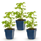 Green boutiQ - Plante vivace - Delphinium (P) Astolat - Pied-d'alouette - Attire les abeilles et les papillons - Rose - 3 Plantes - Pot 11cm - Hauteur 15-25cm