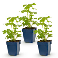 Green boutiQ - Vasteplant - Delphinium (P) Astolat - Ridderspoor - Bijen en Vlinderlokkers - Roze - 3 Planten - Pot 11cm - Hoogte 15-25cm
