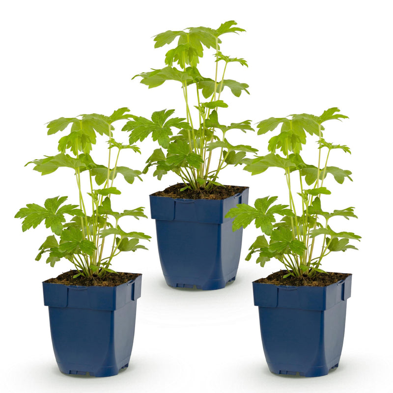 Green boutiQ - Vasteplant - Delphinium (P) Astolat - Ridderspoor - Bijen en Vlinderlokkers - Roze - 3 Planten - Pot 11cm - Hoogte 15-25cm