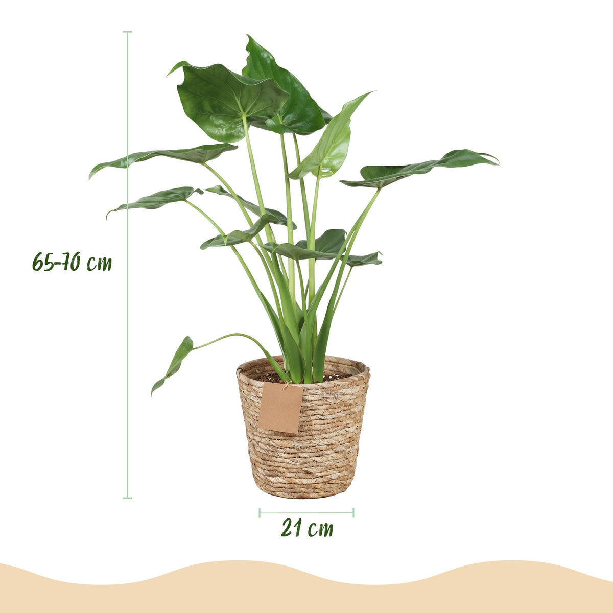 Green BoutiQ - Green is... Plantes d'intérieur - Alocasia Cucullata - Main de Bouddha - Entretien facile - avec panier - Vert - 1 Plante - Pot 21cm - Hauteur 65-70cm