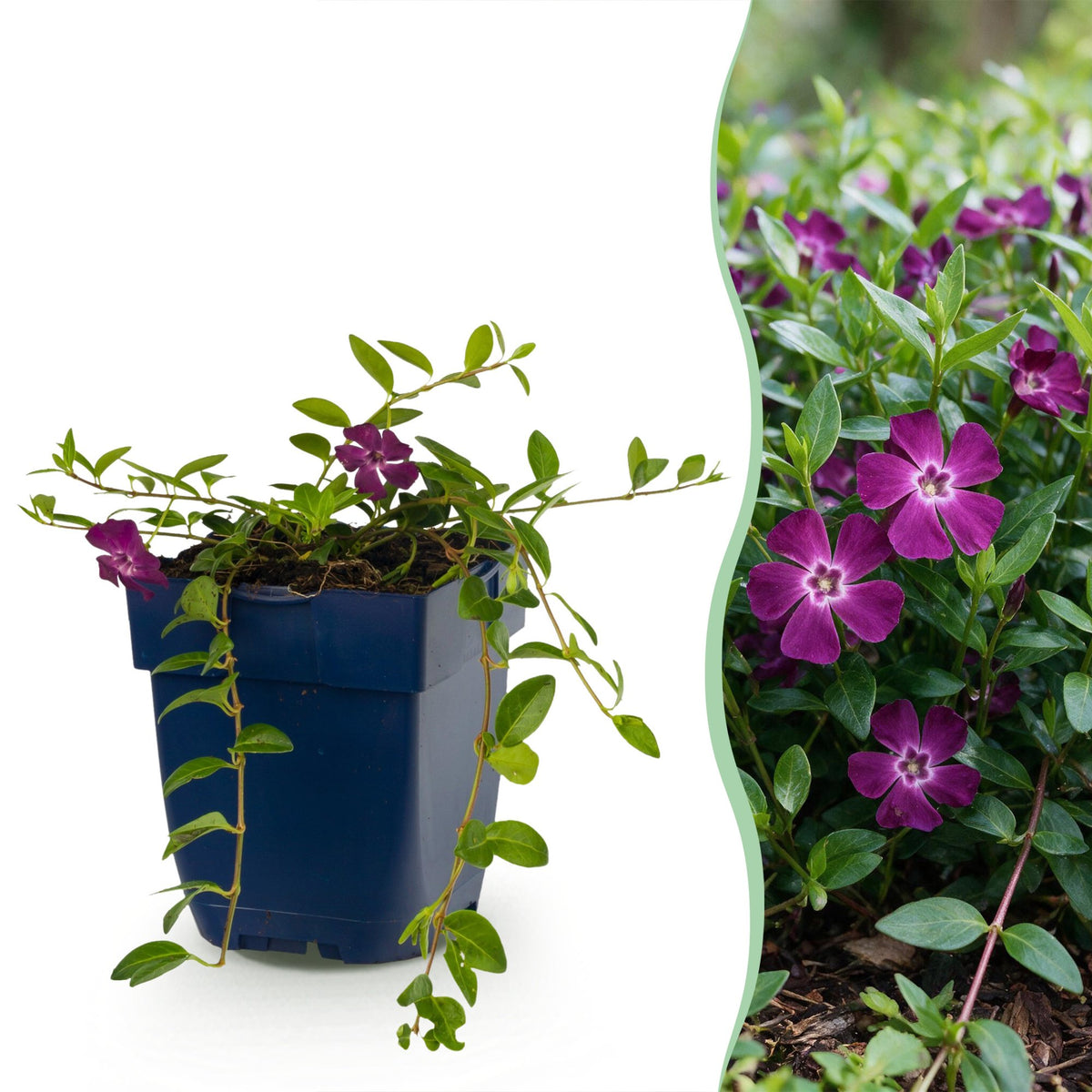Vasteplant - Vinca minor Atropurpurea - Maagdenpalm - Bodembedekkend - Paars - 24 Planten - Pot 11cm - Hoogte 15-25cm
