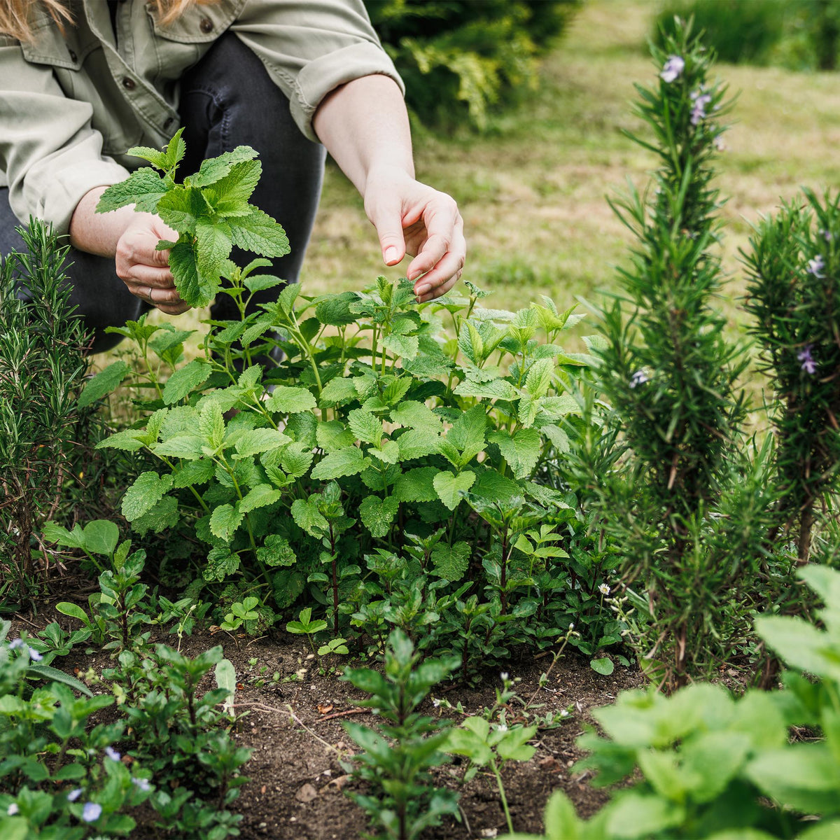 Green boutiQ - Borderpakket - Thee kruiden - 24 Vaste planten - 3 m2 - Diversen kleuren - Weinig Onderhoud - Pot 11cm