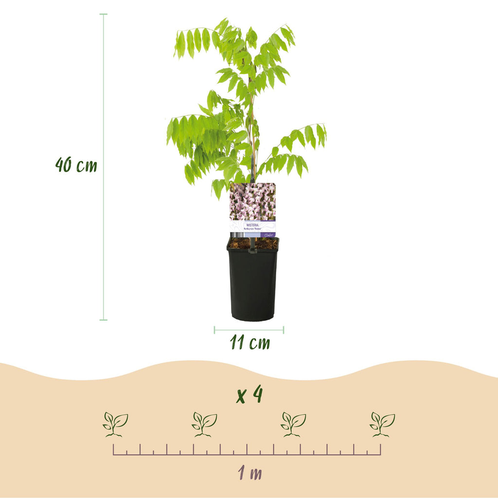 Green boutiQ - Glycine - Wisteria floribunda Rosea - Fleurs roses - 1 plante - Pot 11cm Hauteur 40cm