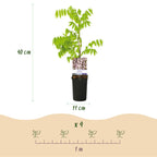 Green boutiQ - Glycine - Wisteria floribunda Rosea - Fleurs roses - 1 plante - Pot 11cm Hauteur 40cm