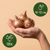 120x Narcissus Triandrus Thalia - Engelennarcis - Wit - Voorjaarsbloeier - Bolmaat 10/12