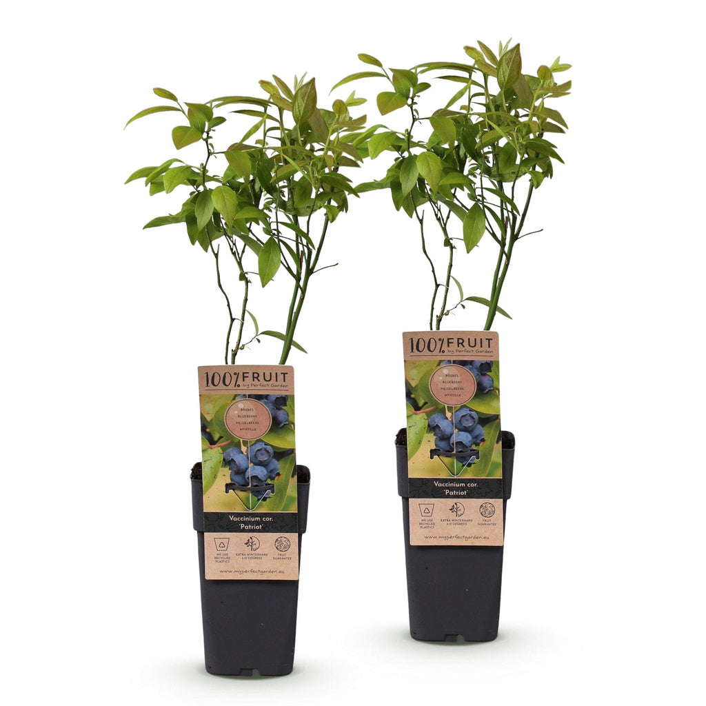 Green boutiQ - Fruchtpflanze - Vaccinium corymbosum Patriot - Heidelbeere - Winterhart - Blaubeere - 2 Pflanzen - Topf 15cm - Höhe 50cm