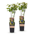 Green boutiQ - Fruchtpflanze - Vaccinium corymbosum Patriot - Heidelbeere - Winterhart - Blaubeere - 2 Pflanzen - Topf 15cm - Höhe 50cm