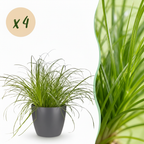 Green boutiQ - Plante d'intérieur - Cyperus alternifolius Zumula - Herbe à chat - Plante adaptée aux animaux domestiques - Vert - 4 Plantes - avec Cache-pot Gris - Pot 12cm - Hauteur 20cm