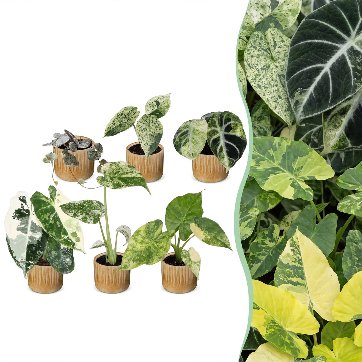 6x Baby Variegata Mix - Various colours - Tropical - incl. Linnea Honey - Ø6cm - ↕10-15cm