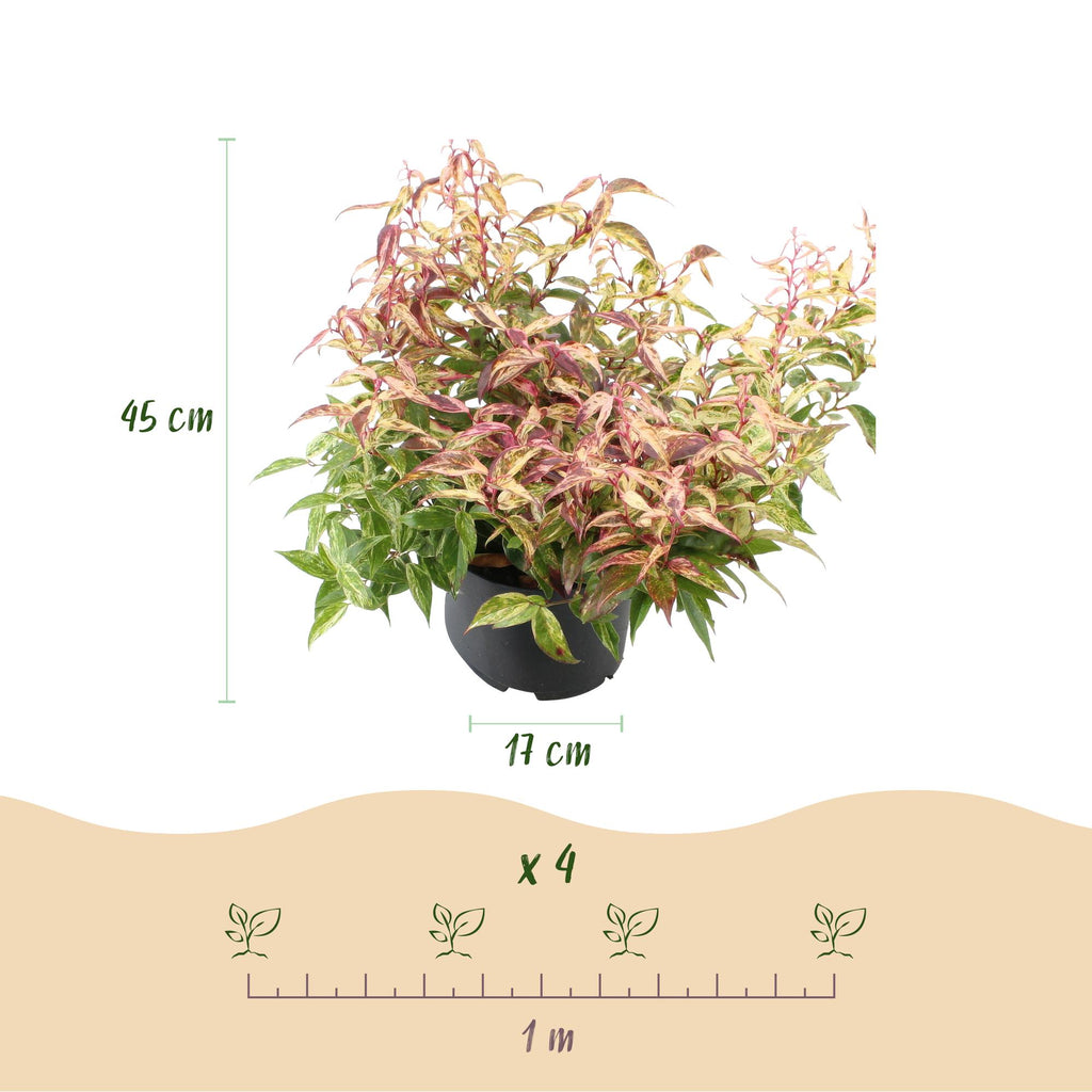 Green boutiQ - Gartenpflanze - Leucothoe Makijaz - Braun - 2 Pflanzen - Immergrün - Pflegeleicht - Topf 17cm Höhe 45cm