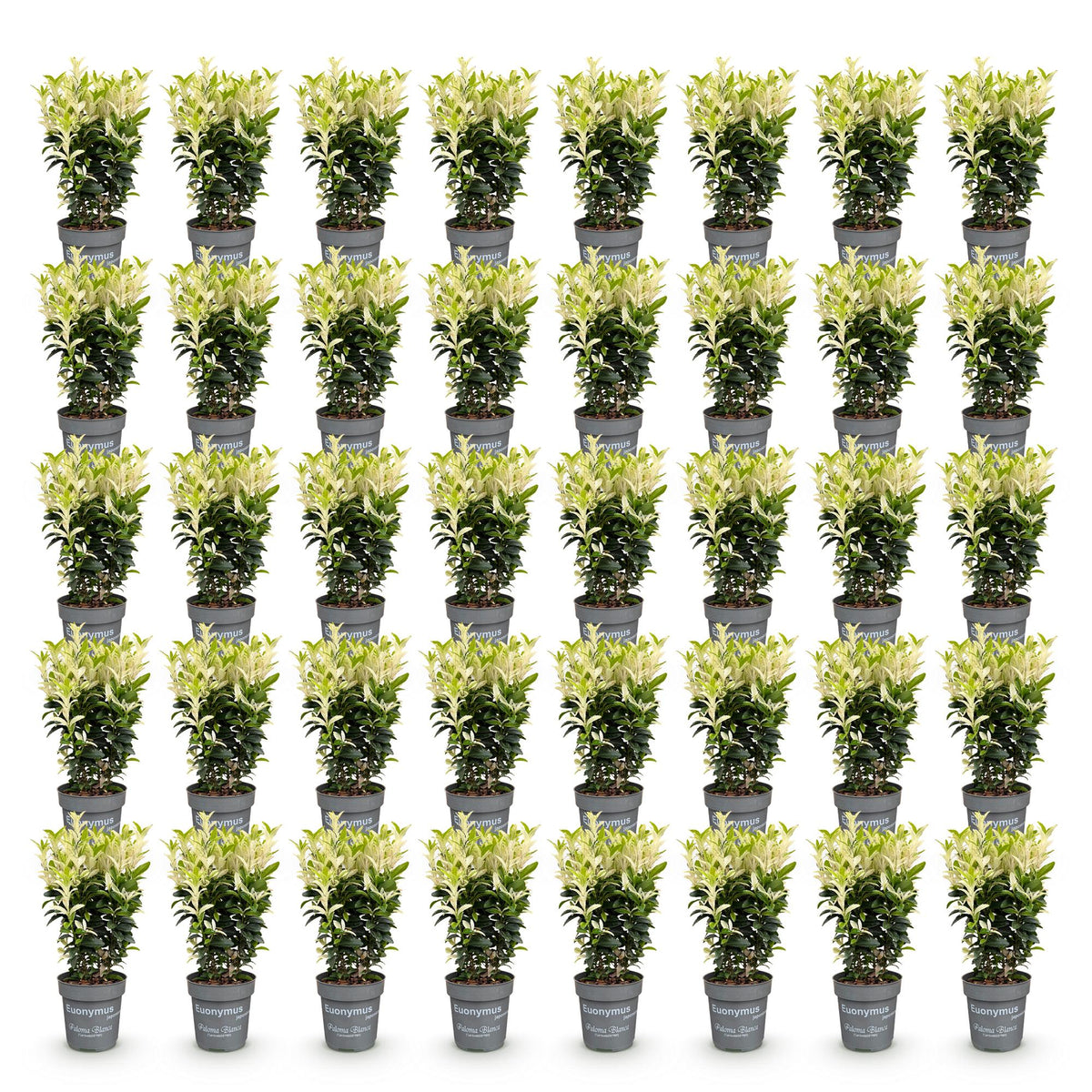 Green boutiQ - 40x Euonymus japonica Paloma Blanca - Kardinaalsmuts - Haagplanten - Groenblijvend - Groen - Wit - Pot 9cm - Hoogte 20-30cm