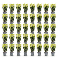 Green boutiQ - 40x Euonymus japonica Paloma Blanca - Kardinaalsmuts - Haagplanten - Groenblijvend - Groen - Wit - Pot 9cm - Hoogte 20-30cm