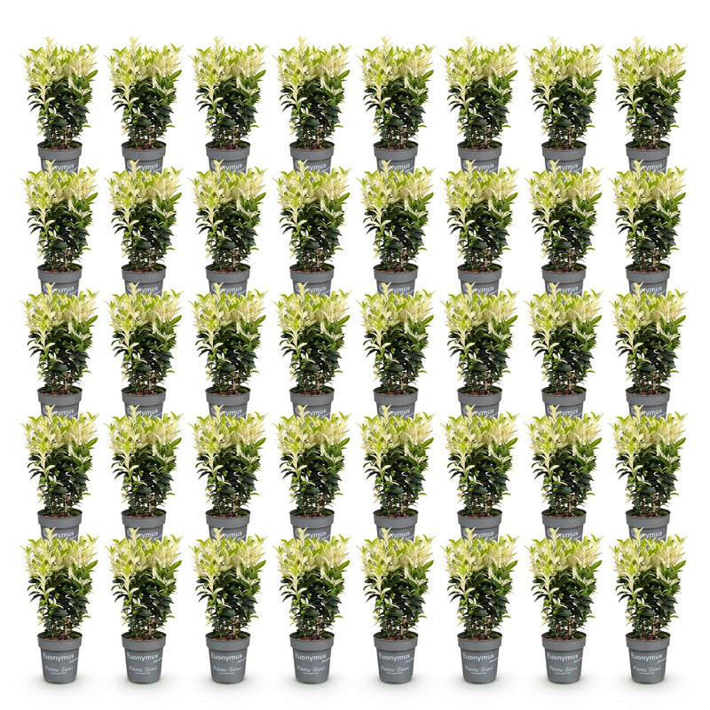 Green boutiQ - 40x Euonymus japonica Paloma Blanca - Kardinaalsmuts - Haagplanten - Groenblijvend - Groen - Wit - Pot 9cm - Hoogte 20-30cm