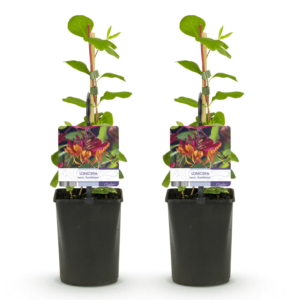 Green boutiQ - Chèvrefeuille - Lonicera heckrottii Goldflame - Fleur rose et jaune - Peu d'entretien - 2 plantes - Pot 11cm Hauteur 40cm