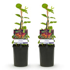 Green boutiQ - Chèvrefeuille - Lonicera heckrottii Goldflame - Fleur rose et jaune - Peu d'entretien - 2 plantes - Pot 11cm Hauteur 40cm