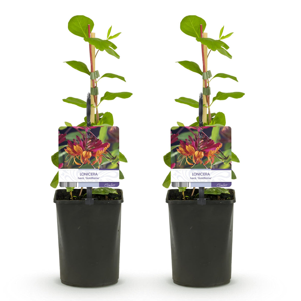 Green boutiQ - Chèvrefeuille - Lonicera heckrottii Goldflame - Fleur rose et jaune - Peu d'entretien - 2 plantes - Pot 11cm Hauteur 40cm