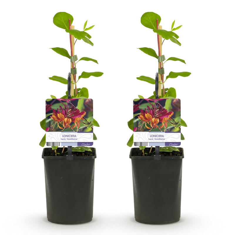 Green boutiQ - Kamperfoelie - Lonicera heckrottii Goldflame -Bbloem Roze met Geel  - Weinig onderhoud - 2 planten - Pot 11cm Hoogte 40cm