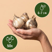 80x Allium Ping Pong - Sierui Ping Pong - Wit - Zomerbloeier - Bolmaat 6/7