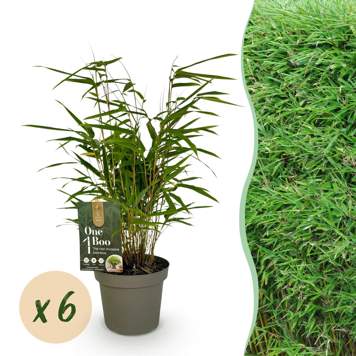 Green boutiQ - Bambou - Fargesia Rufa - Persistant - Non-envahissant - Vert - 6 Plantes - Pot 14cm - Hauteur 35cm