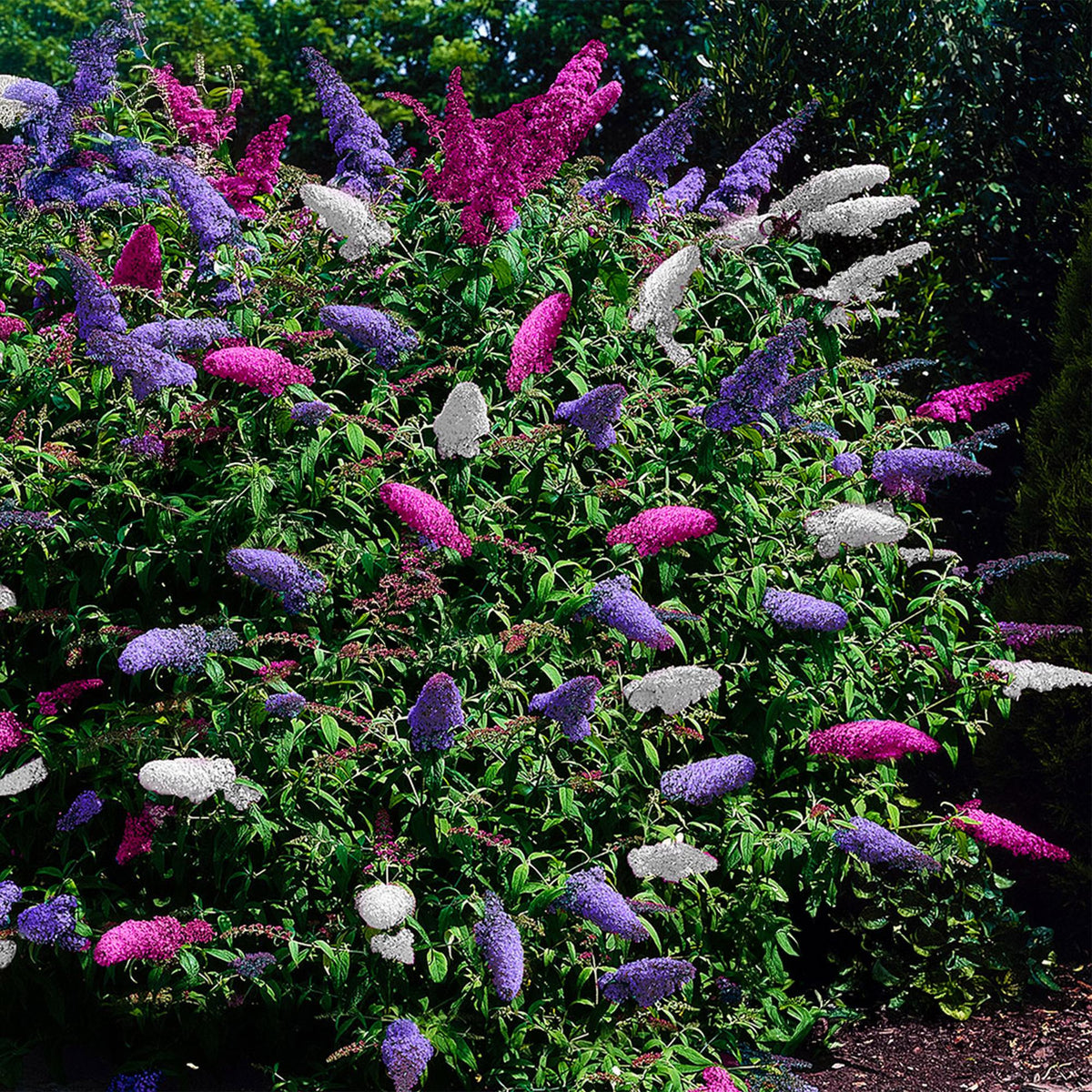 Green boutiQ - Arbre aux papillons - Buddleja davidii Tricolore - Fleurs roses, blanches et violettes - 3 plantes - 1m² - Caduc - Mellifère - Pot 17cm, hauteur 30cm