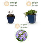 Green boutiQ - Plante vivace - Campanula posch. Stella - Campanule à feuilles de pêcher - Couvre-sol - Violet - 3 plantes - Pot 11 cm - Hauteur 15-25 cm