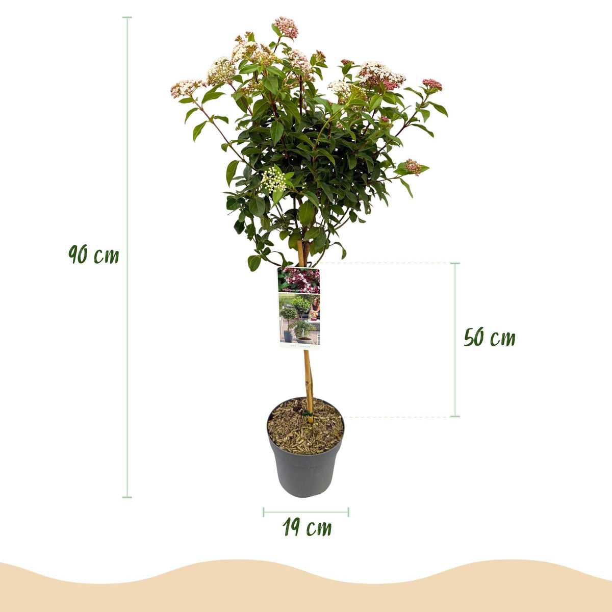 Green boutiQ - Plante sur tige - Viburnum tinus - Plante de terrasse - Persistant - Rustique - Fleur blanc-rose - Pot 19cm Hauteur 90cm