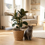 Green boutiQ - Plante d'intérieur - Plante en caoutchouc - Ficus Elastica Cloe - Vert - Entretien facile - 1 plante - avec panier - Pot 19cm - Hauteur 65cm