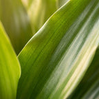 Green boutiQ - Plante d'intérieur - Dragonnier - Dracaena Janet Craig - Vert - Peu d'entretien - 1 Plante - avec Panier - Pot 21cm - Hauteur 90 - 100cm