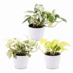 3x Epipremnum Tricolour - Yellow - Green - Cream - Tropical - incl. white pot - Ø6cm - ↕20-25cm