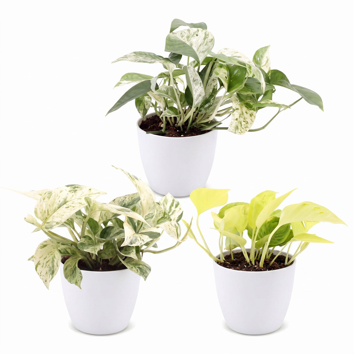 3x Epipremnum Tricolour - Yellow - Green - Cream - Tropical - incl. white pot - Ø6cm - ↕20-25cm