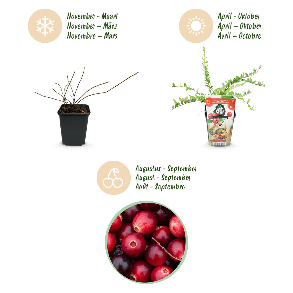 Green boutiQ - Plants fruitiers - Myrtille - Vaccinium macrophylla Early Black - Rustique - 6 plantes - Pot 9 cm - Baie rouge foncé