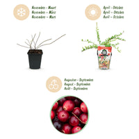 Green boutiQ - Fruitplanten - Blauwe Bes - Vaccinium macrophylla Early Black - Winterhard - 6 Planten - Pot 9 cm - Donker Rode  Bes