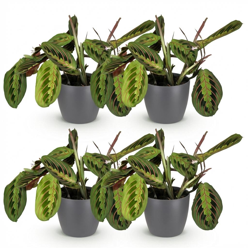 Green boutiQ - Zimmerpflanze - Maranta Fascinator Tricolour - Gebetspflanze - Haustierfreundliche Pflanze - Grün - 4 Pflanzen - mit Topf Grau - Topf 12cm - Höhe 25cm