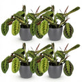 Green boutiQ - Zimmerpflanze - Maranta Fascinator Tricolour - Gebetspflanze - Haustierfreundliche Pflanze - Grün - 4 Pflanzen - mit Topf Grau - Topf 12cm - Höhe 25cm