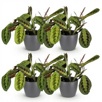 Green boutiQ - Kamerplant - Maranta Fascinator Tricolour - Gebedsplant - Huisdiervriendelijke Plant - Groen - 4 Planten - met Potter Grijs - Pot 12cm - Hoogte 25cm