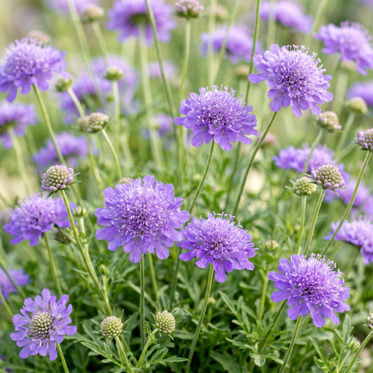 Green boutiQ - Stauden - Scabiosa col. Butterfly Blue - Tauben-Skabiose - Bienen- und Schmetterlingsmagnet - Lila - 6 Pflanzen - Topf 11cm - Höhe 15-25cm
