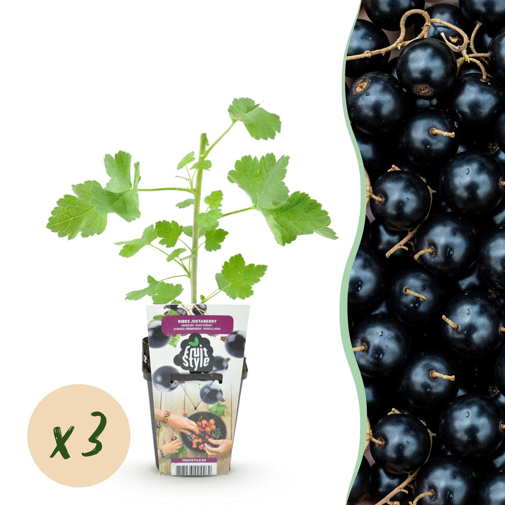 Green boutiQ - Plants fruitiers - Jostaberry - Ribes Jostabes - Rustique - 3 plantes - Pot 9 cm - Cassis