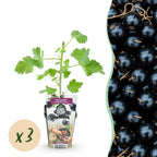 Green boutiQ - Plants fruitiers - Jostaberry - Ribes Jostabes - Rustique - 3 plantes - Pot 9 cm - Cassis