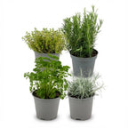 Mélange d'herbes italiennes - 4 pièces - Ø 12 cm - Hauteur : 12-15 cm