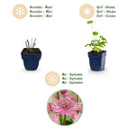 Green boutiQ - Stauden - Astrantia major - Große Sterndolde - Schatten - Weiß-Rosa - 12 Pflanzen - Topf 11cm - Höhe 15-25cm