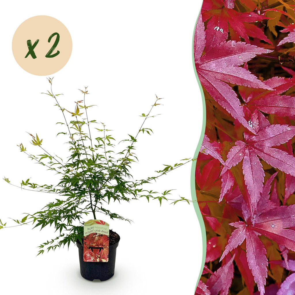 Green boutiQ - Plante de terrasse - Érable du Japon - Acer palmatum Pink Dwarf - Rose - 2 plantes - Caduc - Pot 19cm Hauteur 70cm