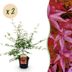 Green boutiQ - Plante de terrasse - Érable du Japon - Acer palmatum Pink Dwarf - Rose - 2 plantes - Caduc - Pot 19cm Hauteur 70cm