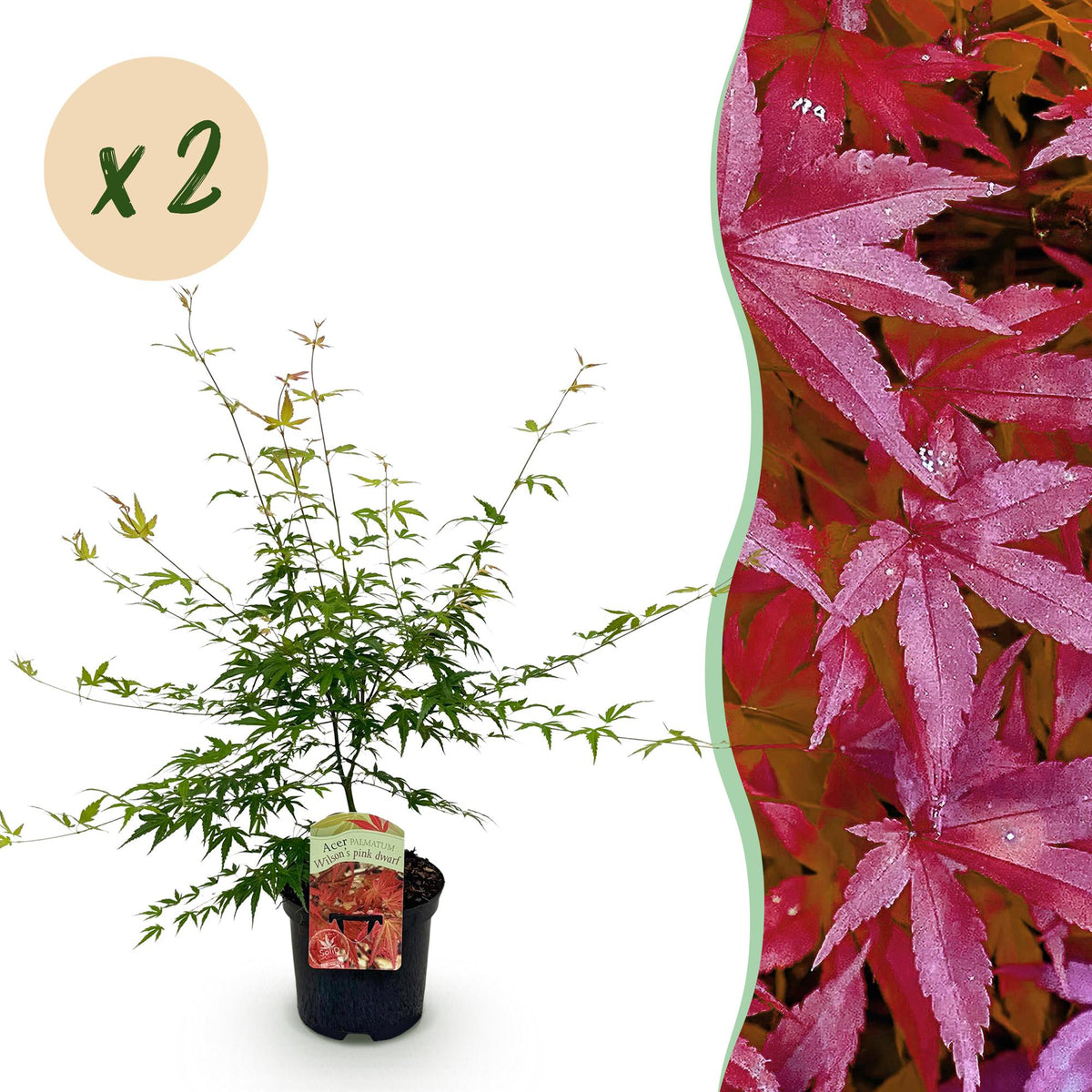 Green boutiQ - Plante de terrasse - Érable du Japon - Acer palmatum Pink Dwarf - Rose - 2 plantes - Caduc - Pot 19cm Hauteur 70cm