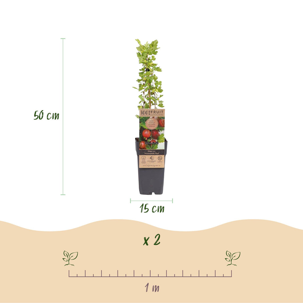 Green boutiQ - Plant fruitier - Ribes uva-crispa Hinnonmäki Röd - Groseillier à maquereau - Rustique - Groseille rouge - 2 plantes - Pot 15cm - Hauteur 50cm