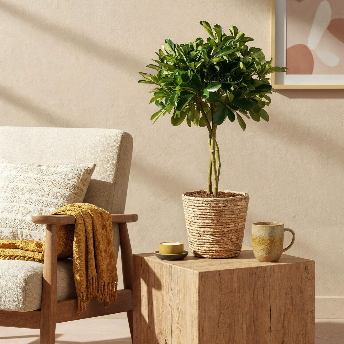 Green boutiQ - Green is… Plantes d'intérieur - Schefflera Gold Capelle - Arbre ombrelle - Peu d'entretien - avec panier - Vert - or - 1 Plante - Pot 21cm - Hauteur 70-81cm